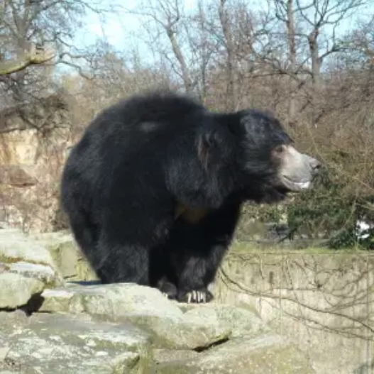 Asiatic Black Bear
