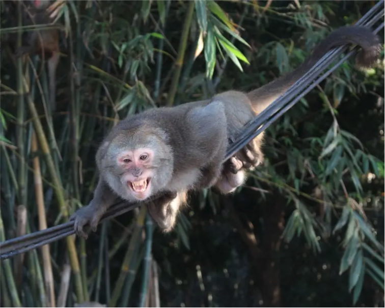Formosan Rock Macaque